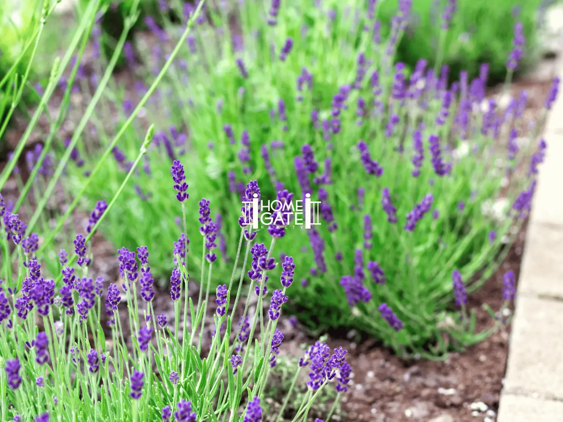 The Best Flowers And Plants For Spring Landscaping In Northern Nevada - Alan Hoffman - Magda Martinez - HomeGate Realty - HomeGate Real Estate - Home Gate Real Estate - Northern Nevada Real Estate - Reno real estate - Sparks real estate -